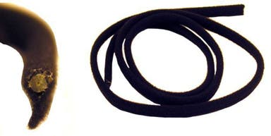 Afwerkingsstrip voor schuifdak van Volvo 140, 164, 240, 260 (achterzijde)